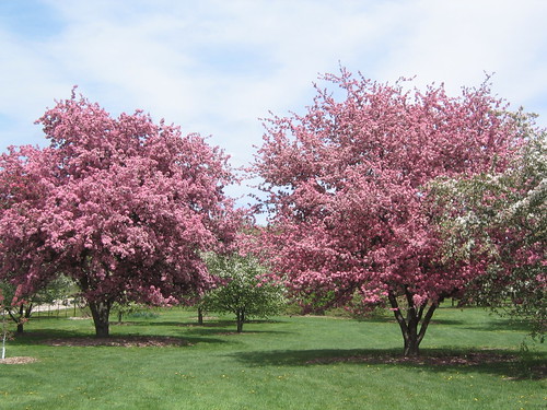Pink Crab Apple Blossoms