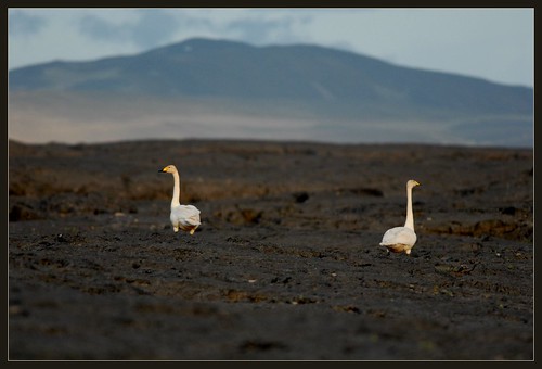Two swans walking in the land of lava to left and right