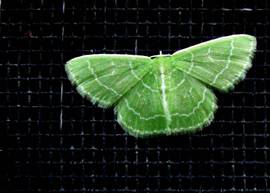 Tiny Green Moth