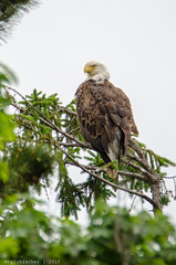 Eagle Spotting VII | 2015