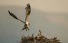 Ospreys on the Nest