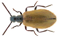 Coleoptera Family Lagriidae