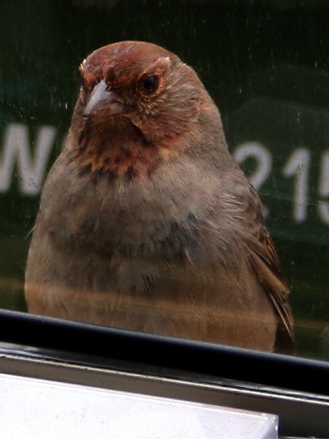 Angry Little Bird