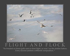 Flight and Flock