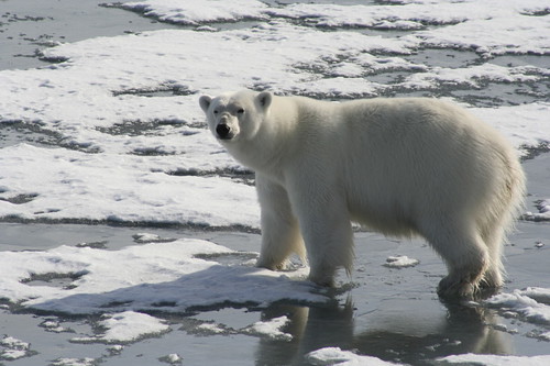 Polar Bears Will Just Adapt to Land, Right? | NRDC