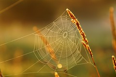Spiders on the Web