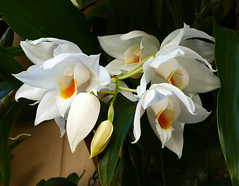 orchid species i've bloomed #10 (full)