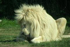 Lions-White