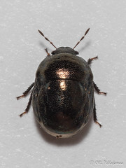 Heteroptera: Thyreocoridae