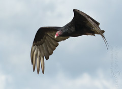 Bird Album 12 - Vultures, Accipiters, allies
