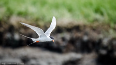 Birds of Forsythe - Common Tern | 2015