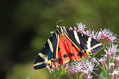 Schmetterlinge-Mariposas-Butterflies