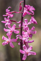 A-T Native orchids - TAS