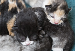 Kittens_20150628_0013