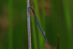 Damselflies & Dragonflies