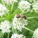 Solitary bee on cow parsley