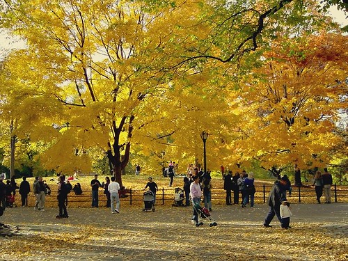 Central Park In Fall Colors