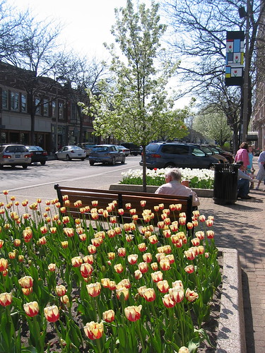 More Downtown Tulips