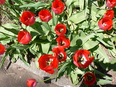 Tulips & Friends