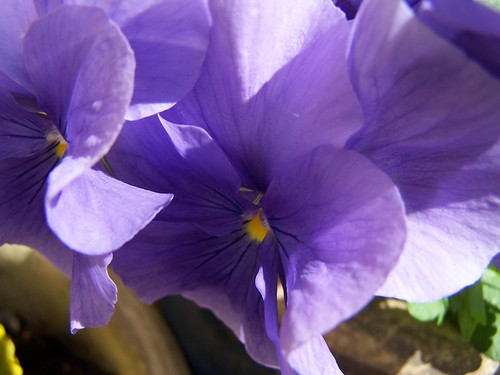 pansy flower pictures