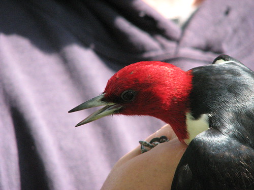 banding a red headed by ricmcarthur