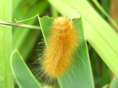 Caterpillars 001