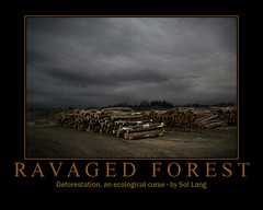 Ravaged Forest