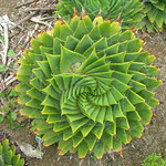 Aloe polyphylla Schönland ex Pillans