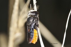 Megachile (Amegachile) mystacea 