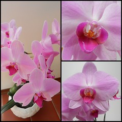 Orchid Aug.'15