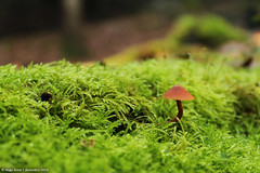 Mushrooms, mosses and lichens