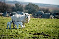 Welsh mountain sheep on the farm