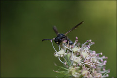 wasps&bees&ants (hymenoptera)