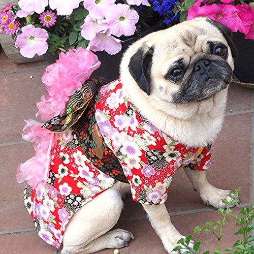 Pet Dog in Kimono!
