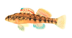 Fishes of Georgia