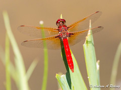dragonflies: meadowhawks