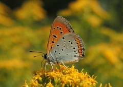 Butterflies Poland
