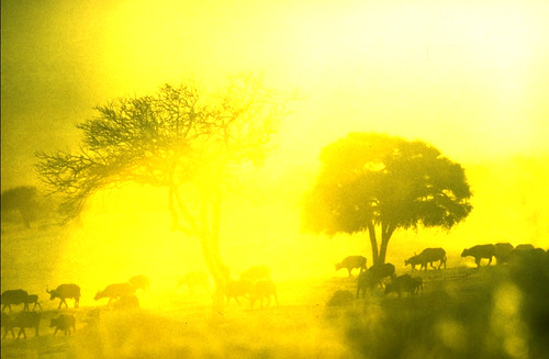 Africa in Yellow.jpg by SteveMcN
