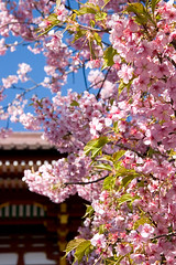 SAKURA（cherry blossoms）