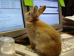 Techie Bunny keeping your servers serving