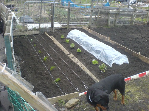 Allotment Update, 8th April - Root Vegetables are In!