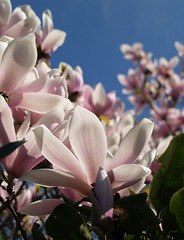 Lovelli - Magnolia