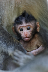 Ubud Monkey Forest, Bali May 2015