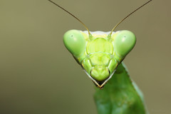 Louva-a-Deus (Mantis)