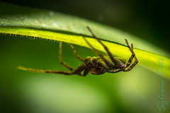 Araignées / Spiders