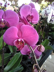 St Paul 2017 Winter Carnival Orchid Show