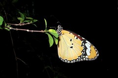 Papillons / Butterflies