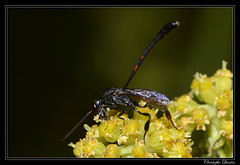 Hymenoptera/Gasteruptiidae
