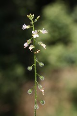 Circaea lutetiana - Großes Hexenkraut