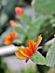 flowers of cacti
